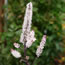 Cimicifuga ramosa Pink Spike